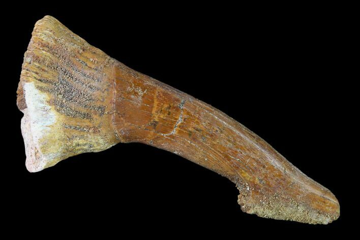 Fossil Sawfish (Onchopristis) Rostral Barb- Morocco #135001